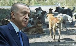 Cumhurbaşkanı Erdoğan'dan sahipsiz hayvanlara yönelik kanun hakkında açıklama