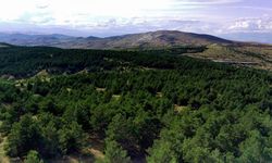 Elazığ'da ormanlık alanlara girişler yasaklandı