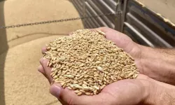 Kırşehir'de sertifikalı tohum kullanımı kuraklığa bağlı verim kaybını önledi