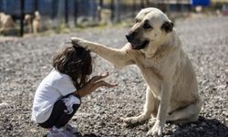 Milyonların merak ettiği sorular cevap buldu! İşte 10 başlıkta sahipsiz hayvanlara yönelik düzenleme