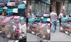 Kötü koku ihbarına giden ekipler şoka girdi: Tam 85 kedinin…