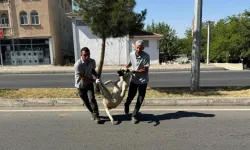 Sokak köpekleri yasasına TBMM'de ret oyu veren DEM Parti'nin ilçe belediye hayvanları ilk toplatan belediye oldu