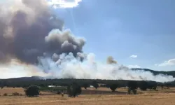 Uşak'ta orman yangını