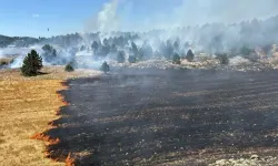 Adana'da anız yangını ormanlık alana sıçradı