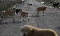 Bitlis'teki 'köpek zehirleme' iddialarına ilişkin Valilik'ten açıklama