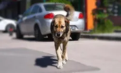 Çocuğu ısıran köpek, 10 günlük gözetimin ardından alındığı yere bırakılacak