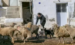 Çoban destek başvuruları 2 Eylül'de başlıyor