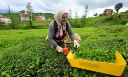 Doğu Karadeniz'den 7 ayda 933 milyon doları aşkın ihracat yapıldı