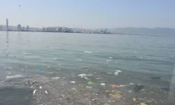 İzmir Körfezi'nde kirlilik alarmı! Balıklar kıyıya vurdu