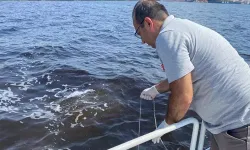 İzmir Körfezi'ndeki balık ölümlerine inceleme: Bakanlık açıkladı!