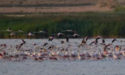 Van Gölü flamingoları ağırlıyor