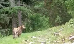 Anadolu parsı bir kez daha görüntülendi