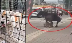 Ata saldıran pitbull cinsi köpek, barınağa teslim edildi