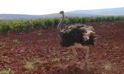 Kilis'te deve kuşu bulundu