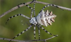 Muş’ta Zehirli Argiope Lobata Örümceği Tespit Edildi!