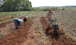 Yurt dışından getirdi, denemek için dikti! Şimdi sipariş yağıyor