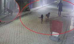 Gaddar adam, 3 yavru kedi ve annesini köpeklere parçalattı!