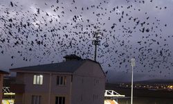 Erzincan karga istilası altında! Özel tim kuruldu