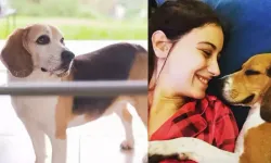 Hazal Kaya, köpeği Sherlock'u kaybetti