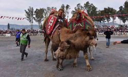 Pehlivan develer arenada kozlarını paylaştı