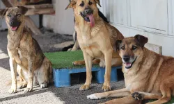 Başıboş köpekler yaşlı kadını hayattan kopardı! Bursa'da korkunç olay