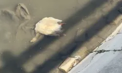 Yeşilırmak’ta Balıkların Ardından Ördek Ve Kaz Ölümleri Görülmeye Başlandı