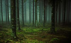 Kayıp Meksikalı müzisyenler ormanda ölü bulundu