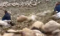 Tunceli'de feci olay! Yaylaya yıldırım düştü, 200 küçükbaş öldü