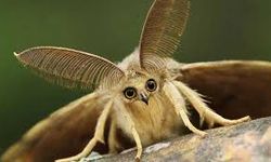 Güvelerden Kurtulmak İçin Doğal ve Etkili Yöntem