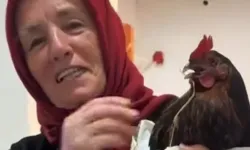 Acile Getirilen Tavuk Ortalığı Karıştırdı