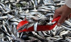 Trabzon Balık Tezgâhlarında Hamsi Bolluğu Sevindirdi