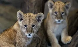 Tuzla’da İhbar Üzerine Aslan Operasyonu