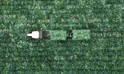 Bafra Ovası'nda beyaz lahana hasadı zamanı