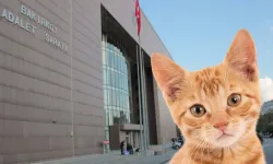 Başsavcı talimat verdi: Bakırköy Adliyesi’ndeki kediler sokağa atılıyor!
