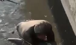 Eliyle Yakaladığı Yayın Balığını Sudan Çıkarmak İçin Dakikalarca Uğraştı