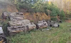 Zonguldak’ta Kesilen Asırlık Porsuk Ağacı İstanbul’da Sergilenecek