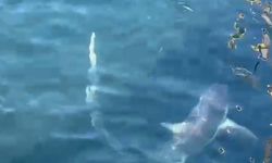 Ağlara Takılan 2 Köpek Balığı Doğal Ortamına Bırakıldı