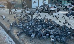 Ardahan’da Esnaf, Kışın Güvercinlere Yiyecek Desteği Sağlıyor