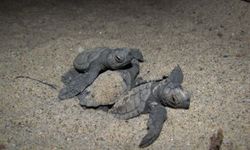 457 Caretta Caretta Yavrusu Aydın ve İzmir’de Denizle Buluştu