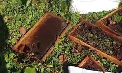 Kastamonu Cide’de Ayı, 5 Arı Kovanına Zarar Verdi