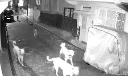 Adana’da 11 tane başıboş sokak köpeğinin saldırdığı kedi öldü