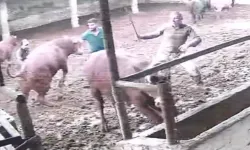 Amasya'da boğanın darbesiyle besici yere serildi