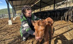 Bakanlık Desteğiyle Hayvancılığa Başlayan Ayşegülün Şimdiden 7 Buzağı Sahibi Oldu