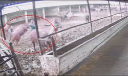 Besiciye Boğa Saldırdı, Ağır Yaralandı