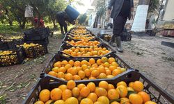 Mandalina Fiyatları Bahçede 15 20 Manavlarda 100 TL