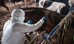 Bolu’daki 1 Aylık Şap Karantinası Sona Erdi