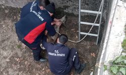 Sulama Havuzuna Düşen Yavru Karaca İtfaiye Ekipleri Tarafından Kurtarıldı