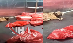 Ankara Büyükşehir Belediyesi’nden Barınak Açıklaması