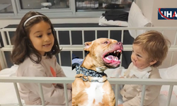 Pitbull Sahibi: Köpeğim Koruma İçgüdüsüyle Saldırdı