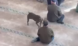 Cuma Vaazı Sırasında Camiye Pitbull Girdi